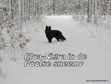 Zwarte wolf in Syberische kou
